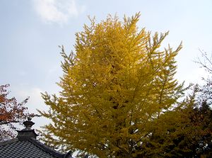 �������̃C�`���E�̖�