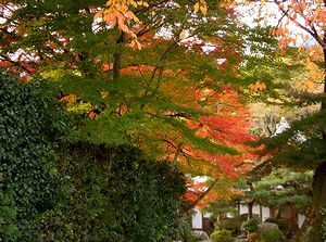 ���ꌧ��{�Ō������g�t