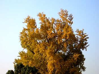 ����������ł��B�@�p���̃C�`���E�̖؁i�����A�B�e�j