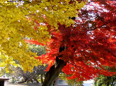 �@�p���̃C�`���E�ƃ��~�W�̋���