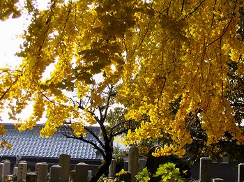 ����������ł��i�@�p���̃C�`���E�j