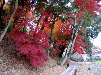 ���傤�ԉ����猩���T�R�����̍g�t