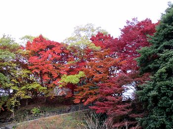 �T�R��������܂��ݎ��������֓o���čs���������̍g�t