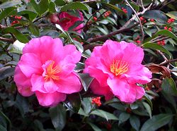 �~�̉ԁA�T�U���J