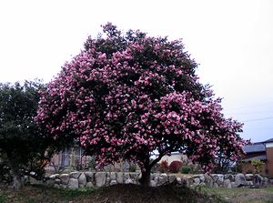 �֒��Ō������傫�ȃT�U���J�̖�