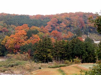 �g�t���I��肪�߂Â��Ă������R�̗l�q