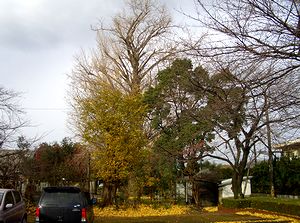 �قƂ�Ǘt���U���Ă��܂����@�p���̃C�`���E