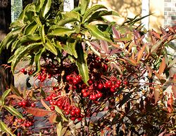 �䂪�Ƃ̌��ւɂ���}�������E�̉�