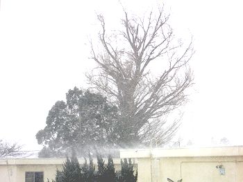 ����ŉ����̐Ⴊ��΂���Ă���i�����猩���C�`���E�̖؁j