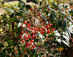 ��̃i���e��