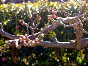 �t�������������̃E���̂ڂ�