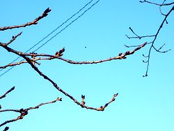 �t�̏��������Ă�����̉�