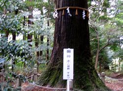 �s�̖؂Ɏw�肳�ꂽ���i�����̐얓�_�Ђ̌�_�؁|�����N�Ƃ����j