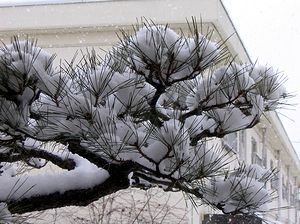 �Ƃ̒�̏��ɐς�������