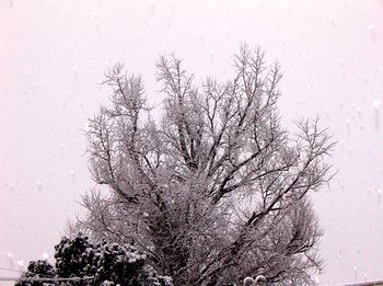 ����̗[���̐�ŃC�`���E�̖؂��^����