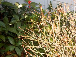 �t�̏������A�؂̉肪�ӂ����