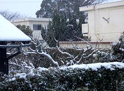 ���W�����̐�̗l�q