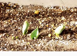 ��̃`���[���b�v������o����