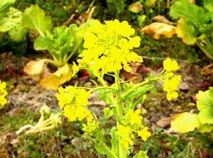 ������U�����ɂ݂����؂̉�