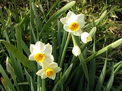 �܂��Ō���������