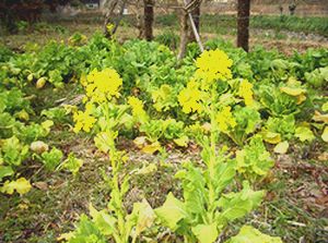 ����ł݂�����