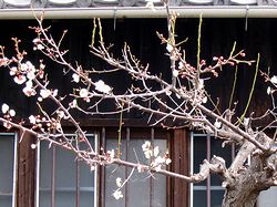 �~�̉Ԃ��炫�n�߂܂���