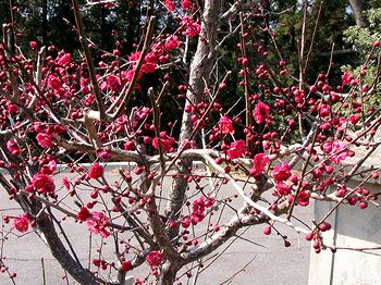 京口坂にある梅巌寺の紅梅