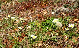 ���������Ԃ��Ϗ܂ł���͕̂��a�Ȏ�����