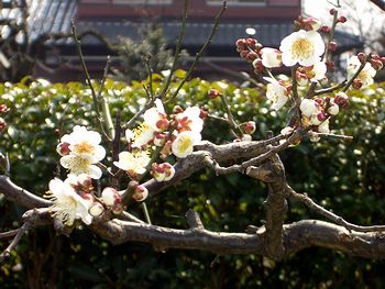 ��̔~�̉Ԃ��炫�܂���