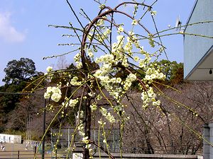 �~�̉Ԃ��炫�n�߂܂���