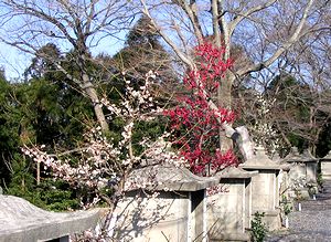 �~�ގ��̔~�̉�