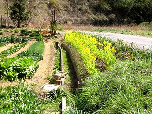 ����ł݂����؂̉�