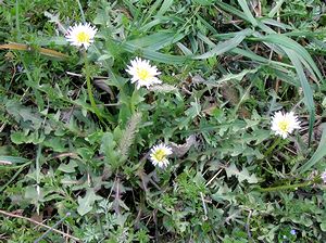 �^���|�|�̉�