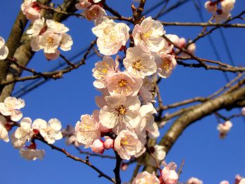 ���ł͂Ȃ��A���񂸂̉Ԃł��i�i���u���񂸁v�Łj