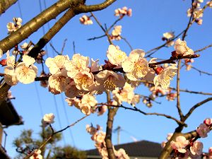 ���ł͂Ȃ��A���񂸂̉Ԃł�