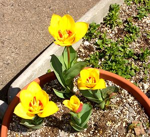 ��ɍ炢���`���[���b�v�̉�