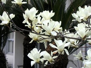 �T���ɍ炭���Ԃ��̉�