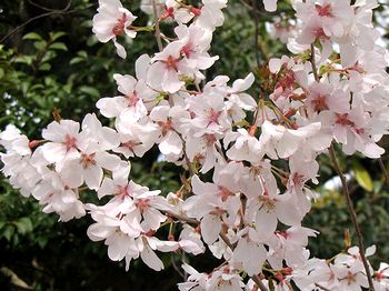 �@�����̖��J�̍�