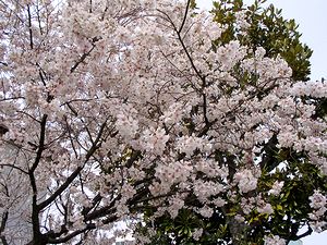 �@�����̖��J�̍�