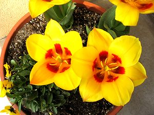 ���ւɂ��閞�J�̃`���[���b�v