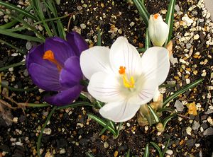 ��̃N���b�J�X�̉�