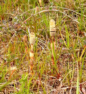 ����������o�����i�鎭��̒�h�Łj