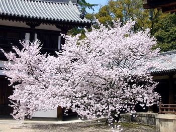 �����̖@����