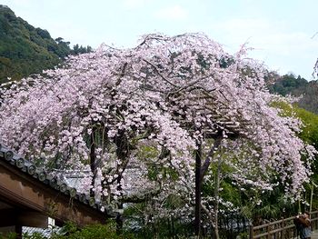 �����̒��J��