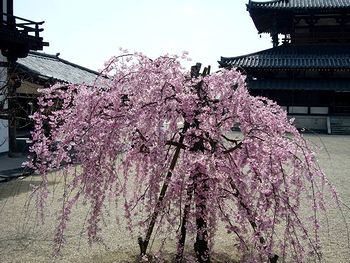 �����̖@����