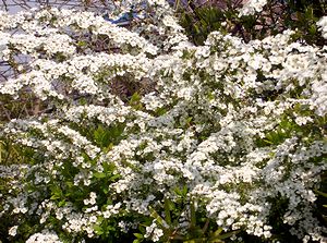 ���L���i�M�̉�