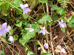 ���@���R���Ղł݂�����