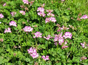 �s����ł݂��������Q�̉�