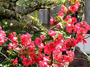 まちで見つけた花