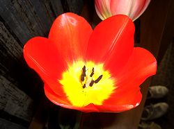 �`���[���b�v�̉�